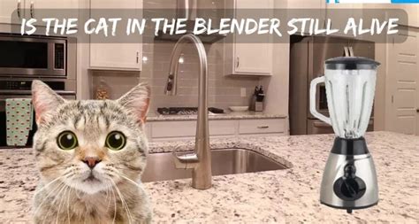 who put a cat into a blender|Saw the cat in blender video cant get it out of my mind